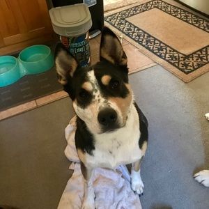 Meet your Posher, Scout